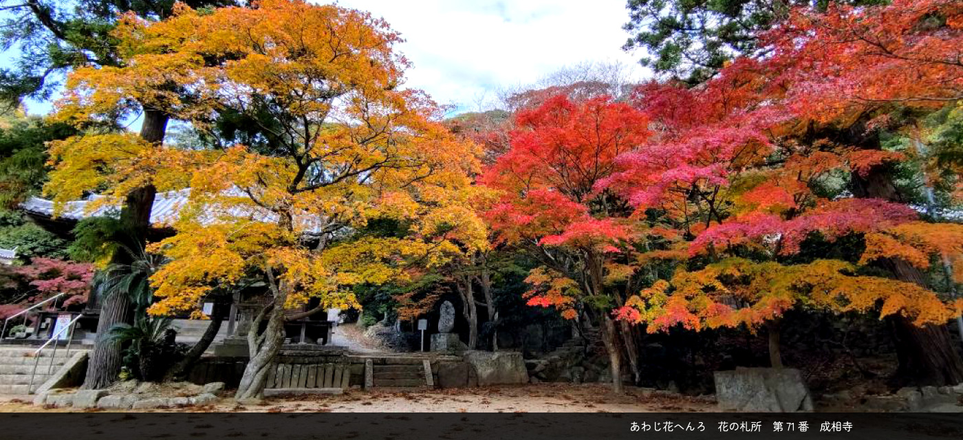 あわじ花へんろ　花の札所　71番　成相寺